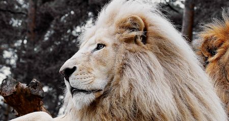 Weißer Löwe im Safariland Stukenbrock in Schloß Holte-Stukenbrock