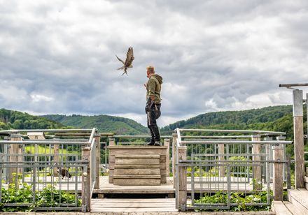 Ein Mann trainiert einen Greifvogel auf einer hölzernen Plattform mit Waldkulisse im Hintergrund.