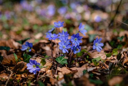 Lila Leberblümchen blühen auf Waldboden, umgeben von braunem Laub, und fangen das Sonnenlicht ein.