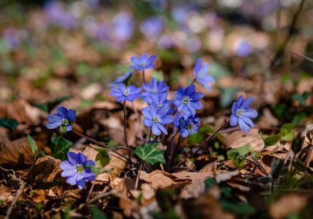 Lila Leberblümchen blühen auf Waldboden, umgeben von braunem Laub, und fangen das Sonnenlicht ein.