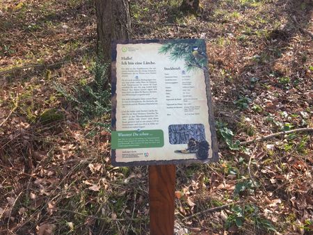 Baumtafel zur Lärche entlang des Naturlebnispfad am Schildberg