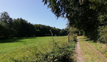 Ein schmaler Feldweg schlängelt sich entlang einer Wiese, gesäumt von Bäumen unter strahlend blauem Himmel.
