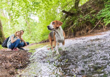 Ein Hund steht in einem flachen Bach, im Hintergrund sitzen zwei Personen auf dem Ufer.