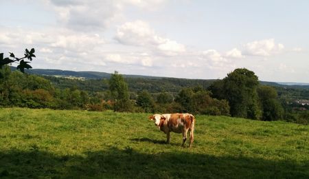 Kuh auf der Wiese am Sachsenring