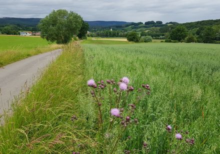 Der Langeland Quellenweg mit Blick auf Felder