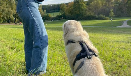 Hund auf der Hundewiese an der Sparrenburg Bielefeld