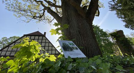 Baumlehrpfad im Kurpark Bad Holzhausen - Baum mit Schild