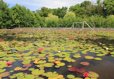 Seerosen im Aqua Magica Park