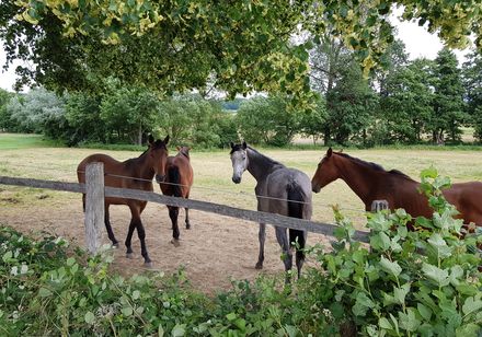 Pferde auf einer Koppel am Wegesrand