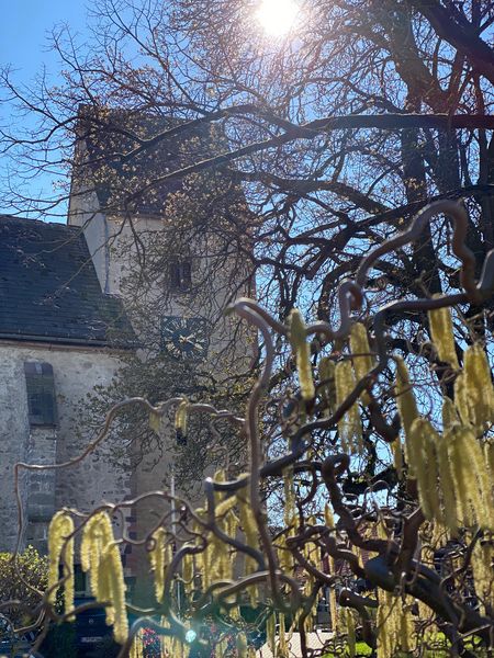 Ein Baum vor einer Kirche wird vom Sonnenlicht angestrahlt