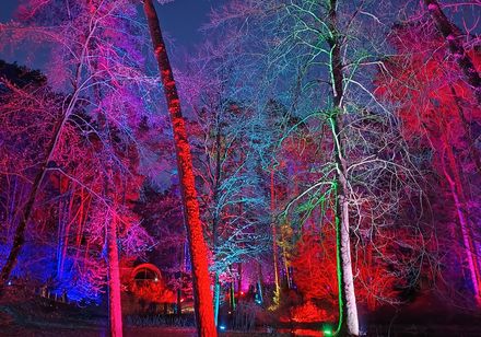 Bunt beleuchtete Bäume beim Waldleuchten in Bad Lippspringe