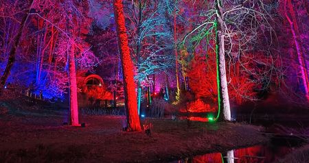 Bunt beleuchtete Bäume beim Waldleuchten in Bad Lippspringe