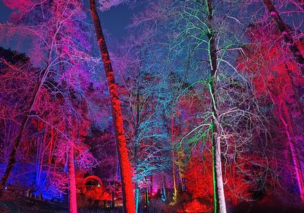Bunt beleuchtete Bäume beim Waldleuchten in Bad Lippspringe