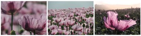 Collage Mohnblütenfeld in Kalletal