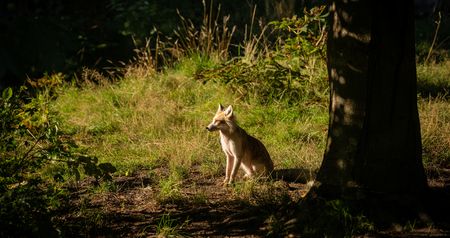 Fuchs sitzt im dichten Waldboden, von Sonnenstrahlen beleuchtet, umgeben von üppigem Grün.