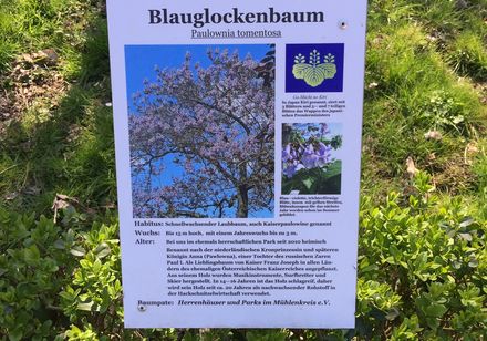Infotafel "Blauglockenbaum", Foto: M. Pawlitzky