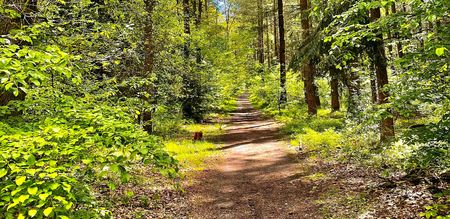 Weg im Holter Wald in Schloß Holte-Stukenbrock