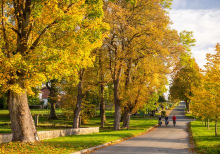 Eine von goldgelben Herbstbäumen gesäumte Allee, auf der zwei Radfahrer unterwegs sind.