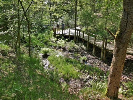 Besuchersteg bei den Emsquellen im Naturschutzgebiet Moosheide