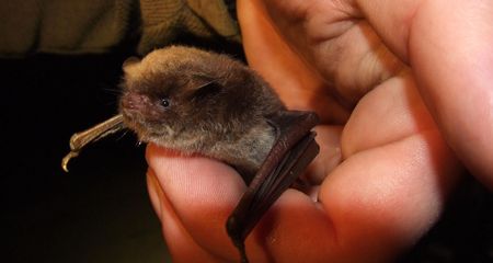 Fledermaus sitzt auf einer Hand