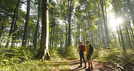 Zwei Wanderer stehen in einem sonnendurchfluteten Wald, neben einem Hörmuseum an einem Baum.