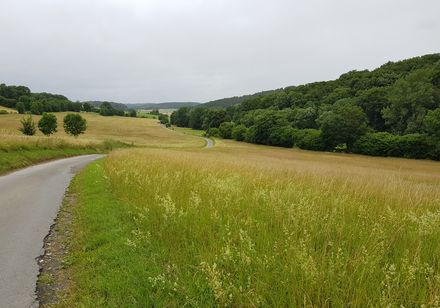 Felder und Radweg Bad Hermannsborn Merlsheim