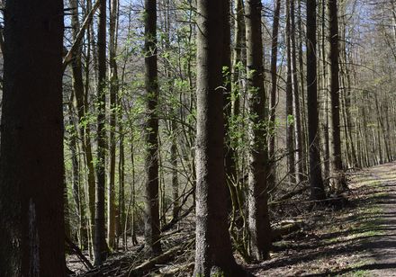 Frühwanderung zur Falkenburg