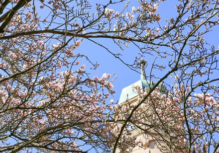 Ulenburg Löhne hinter Magnolien