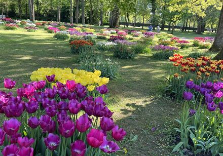 Tulpen im Gräflichen Park Bad Driburg