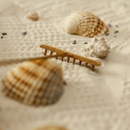 Muscheln im Sand, Foto: IN-TI
