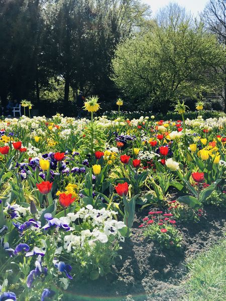 Blütenpracht im Stadtpark Gütersloh