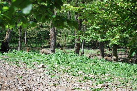 Willebadessen Wildgehege - Wildschweine