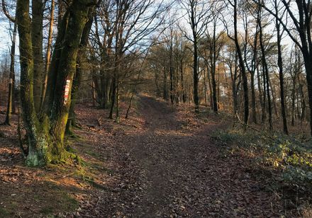 eine Weggabelung im Wald