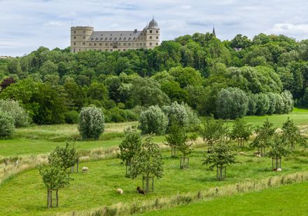 Wewelsburg hinter Bäumen und einer Wiese mit Tieren