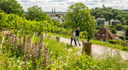 Ein Paar spaziert durch grüne Weinberge mit Blick auf Bielefelds Stadt und zwei Kirchtürme.