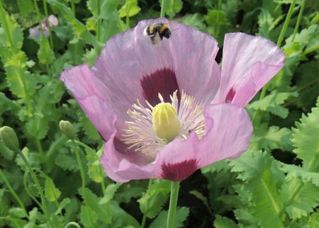 Kalletal-Mohnblüte mit Hummel