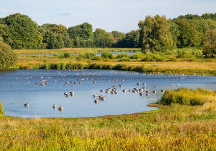 Gänse schwimmen auf einem idyllischen See in einer grünen, von Bäumen gesäumten Landschaft.