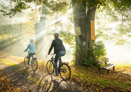 Zwei Radfahrer fahren im Morgennebel einen laubbedeckten Waldweg entlang, Sonnenstrahlen durchbrechen die Bäume.