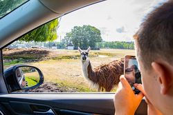 Eine Person fotografiert ein Lama aus einem Auto im Safariland Stukenbrock bei sonnigem Wetter.