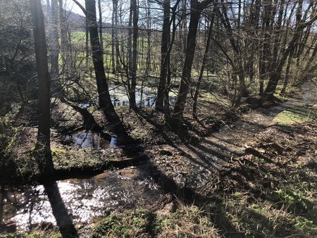 Blick von oben auf einen Bachlauf und Bäume 