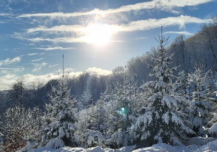Schneebedeckte Bäum am Hang - Teutoburger Wald im Winter