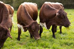 Vier rotbraune Kühe weiden auf einer saftigen grünen Wiese im Freien, umgeben von Bäumen.