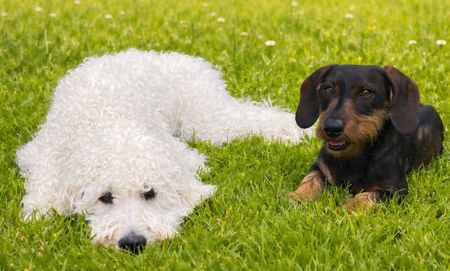 Zwei Hunde liegen auf einer grünen Wiese im Botanischen Garten.