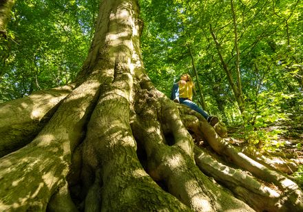Massive, knorrige Wurzeln einer alten Buche im grünen Wald, Person sitzt entspannt darauf.
