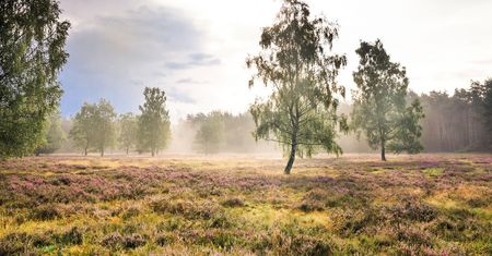 Naturschutzgebiet Moosheide im morgendlichen Nebel