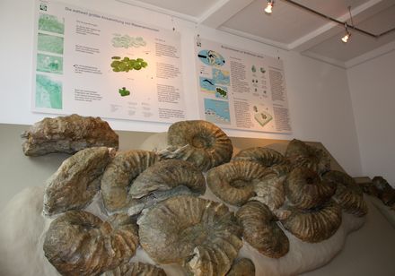 Fossile in Borgholzhausen, Foto: Fotostudio Warias