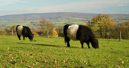 Zwei Galloway-Rinder grasen auf einer grünen Wiese mit Herbstlaub, umgeben von hügeliger Landschaft.