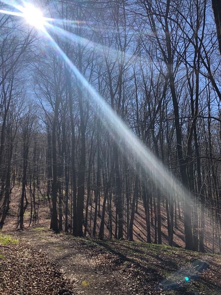 Sonnenlicht scheint durch die Bäume im Wald 