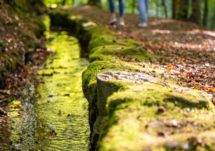 Ein Waldpfad, gesäumt von einem klaren Bach und zwei Personen, die entlang spazieren.
