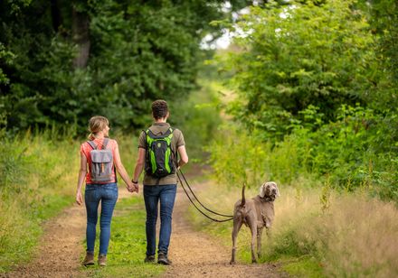 Ein Paar spaziert auf einem Waldweg, einen Hund ausführend, umgeben von üppigem Grün.